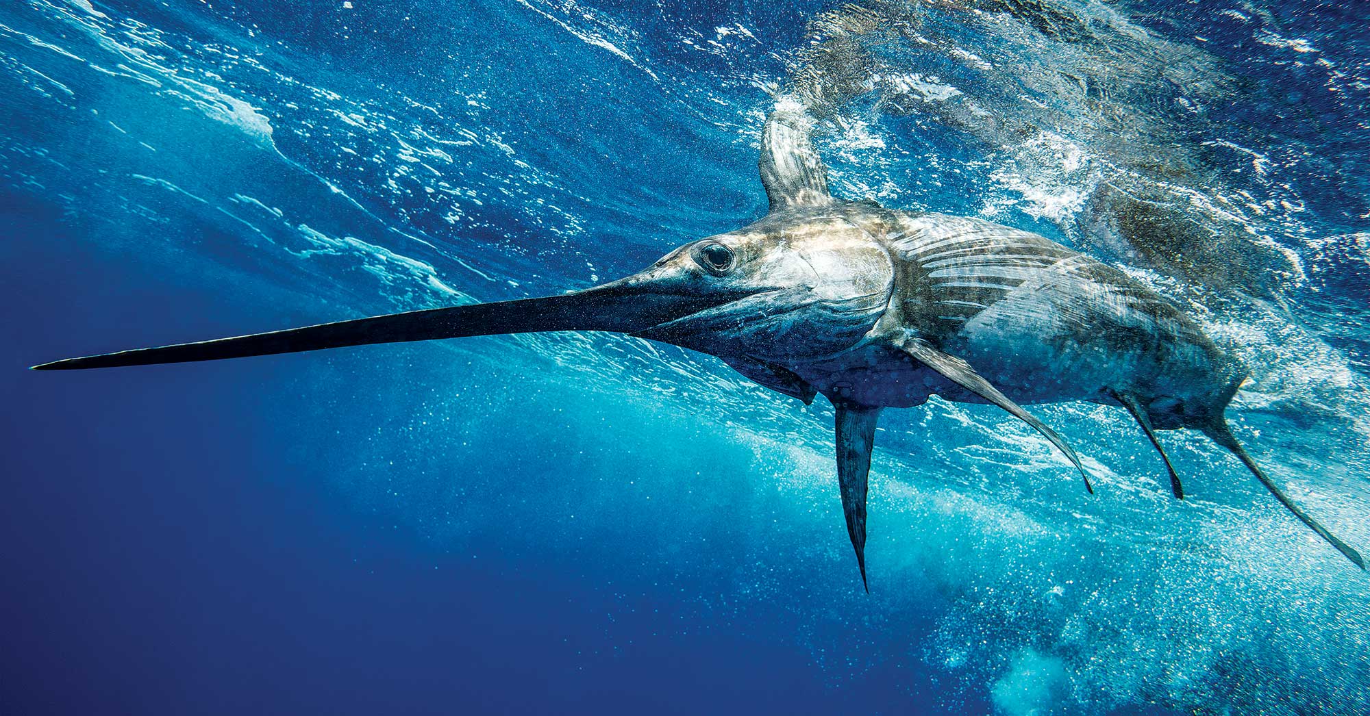 Самая быстрая рыба: Черный марлин