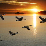 Чому мігрують тварини