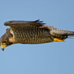 Найшвидша тварина у світі