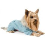 Одяг для тварин – забаганка чи турбота?