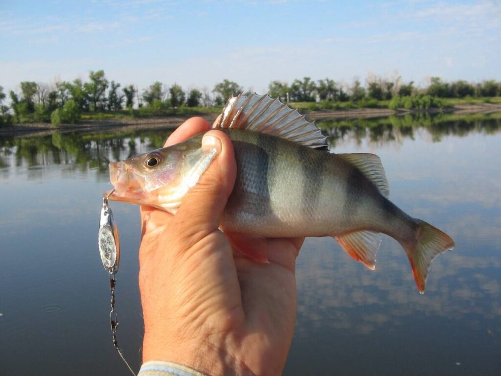 Блесна для рыбалки на окуня: Как добиться успеха