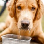 Що робити якщо собака не їсть , а тільки п’є воду?