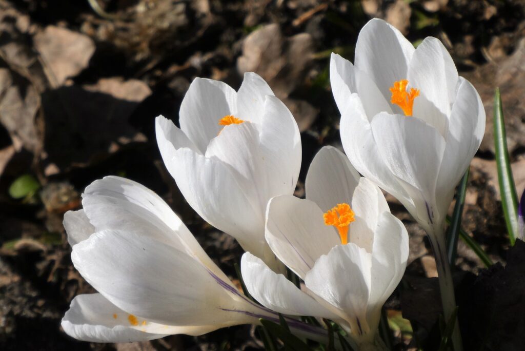 Как ухаживать за весенними луковичными цветами?