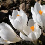 Как ухаживать за весенними луковичными цветами?