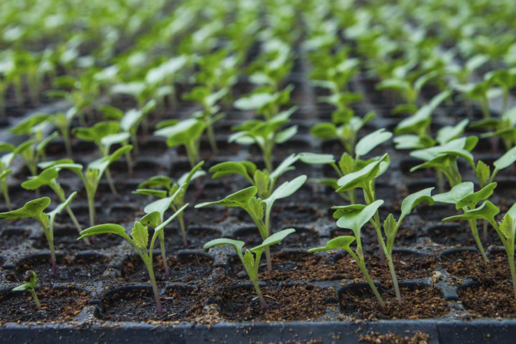 Железный купорос: лучшее средство для удобрения почвы