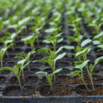 Железный купорос: лучшее средство для удобрения почвы