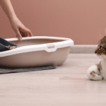 Особенности выбора кошачьего туалета