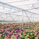 Советы по выращиванию гортензии древовидной в контейнерах и горшках