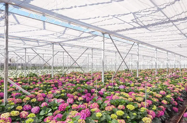 Советы по выращиванию гортензии древовидной в контейнерах и горшках