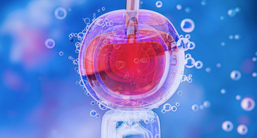 Что такое донорство яйцеклеток: процесс и этапы процедуры