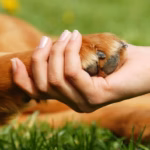 Психология дружбы между человеком и собакой