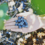 Лохина і чорниця різниця на вигляд