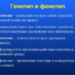 Что такое генотип и фенотип: определение, суть, примеры