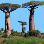 Самое большое дерево в мире и Украине: интересные факты и рекорды