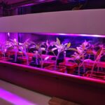 Свет для будущего урожая: Как выбрать фитосветильник для рассады