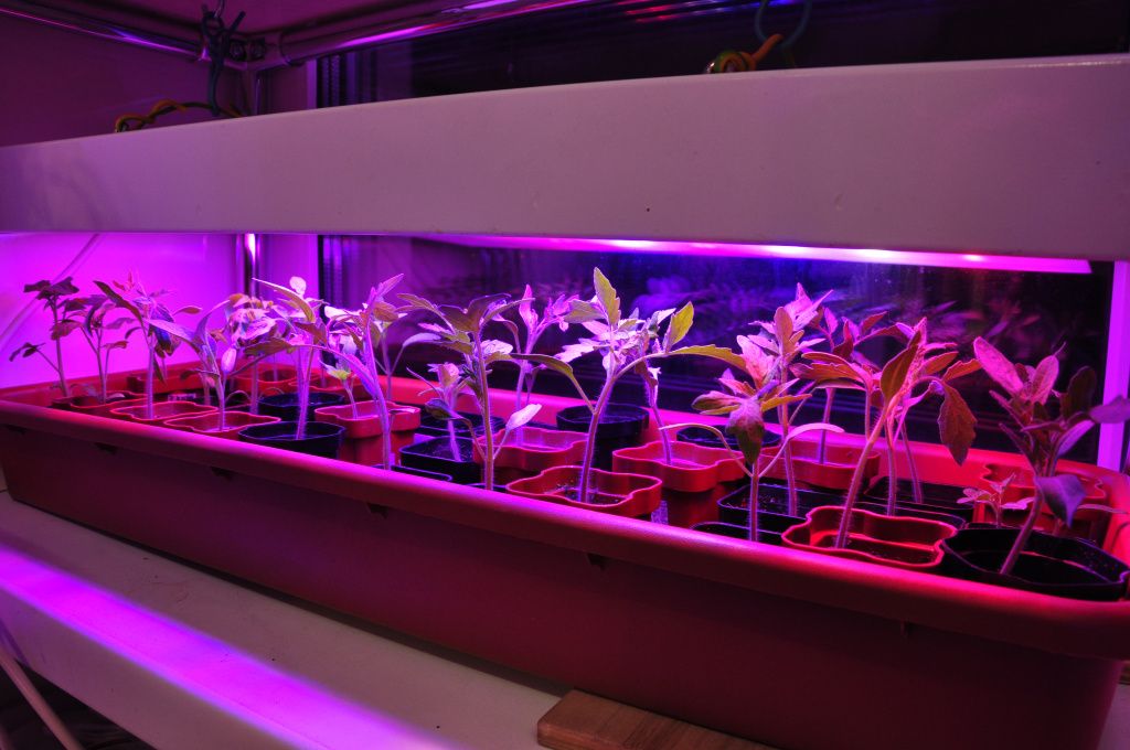 Свет для будущего урожая: Как выбрать фитосветильник для рассады