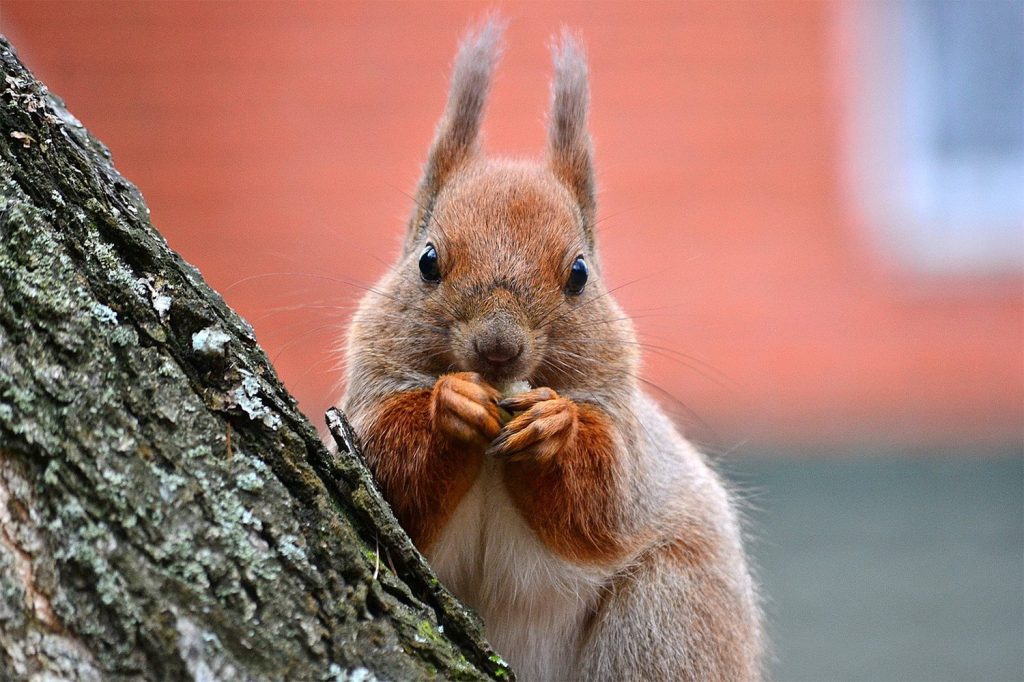 Цікаві факти про білок — ТОП 21 факт про пам’ять і запаси