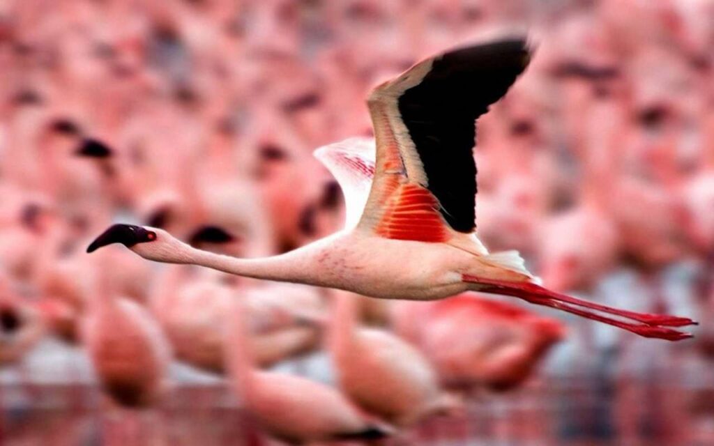 Цікаві факти про фламінго — ТОП 21 факт про рожеве пір’я