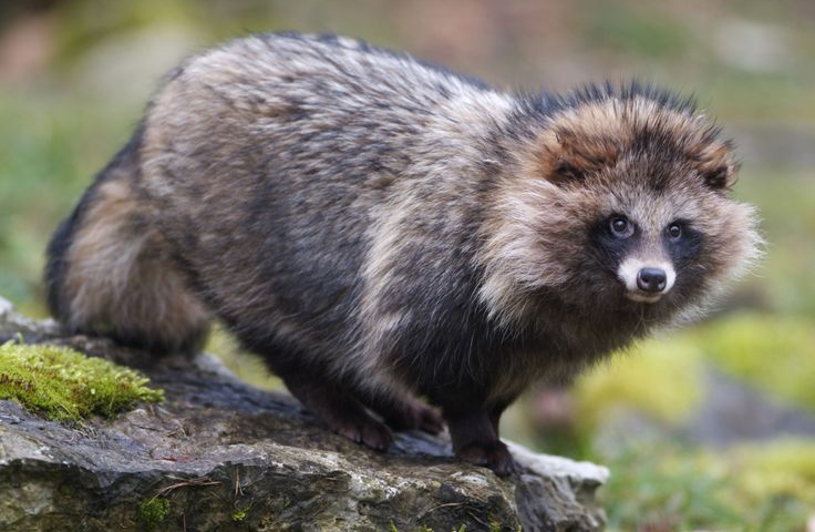 Цікаві факти про єнотів — ТОП 24 фактів про розум і спритність