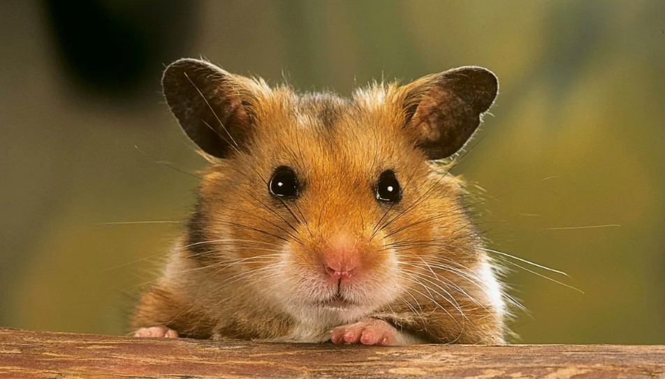 Цікаві факти про хом’яків — ТОП 20 фактів для власників