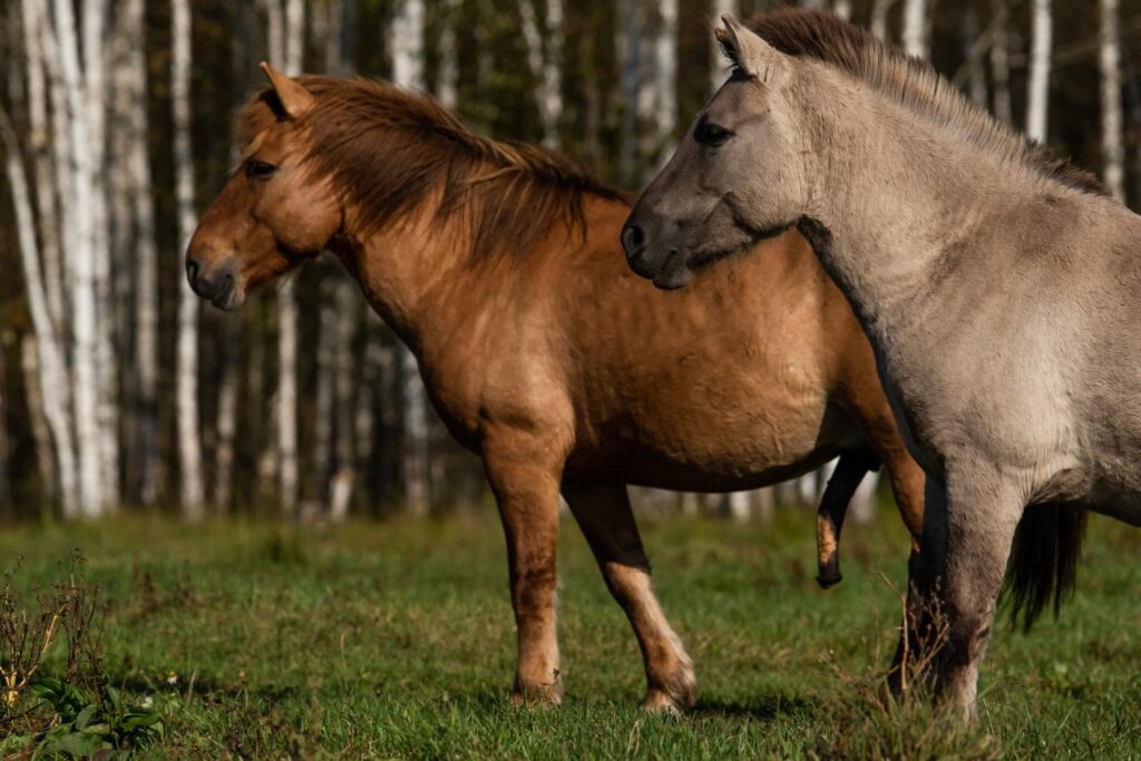Цікаві факти про коней — ТОП 31 факт про швидкість і витривалість