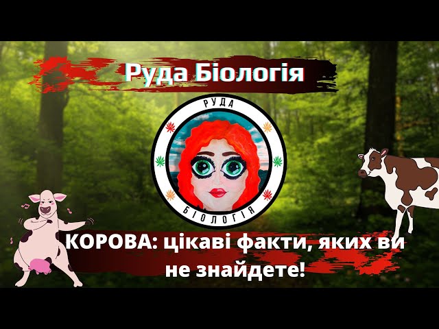 Цікаві факти про корів — ТОП 23 фактів про користь для людини