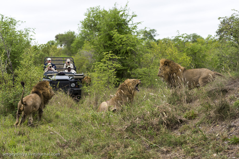 Цікаві факти про левів — ТОП 24 фактів про життя в прайді