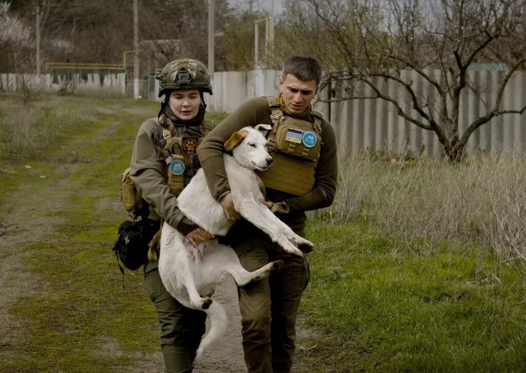 Цікаві факти про лисиць — ТОП 28 фактів про хитрість і адаптацію