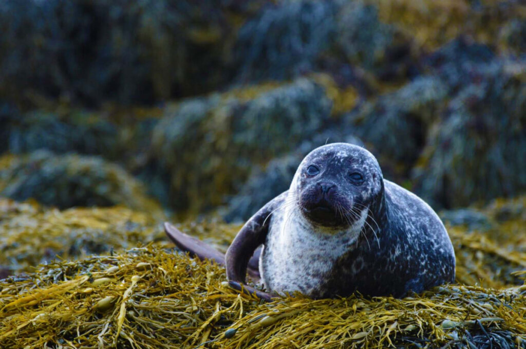 Цікаві факти про морських котиків — ТОП 27 фактів про життя в океані