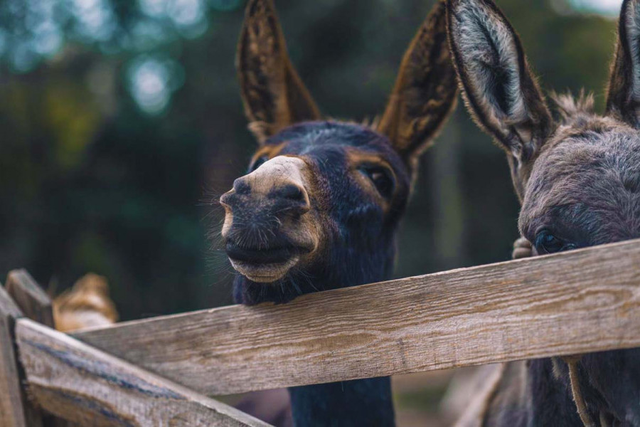 Цікаві факти про ослів — ТОП 22 фактів про витривалість