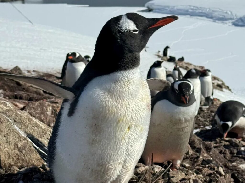 Цікаві факти про пінгвінів — ТОП 29 фактів про життя в холоді