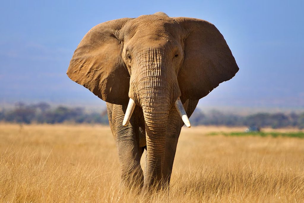 Цікаві факти про слонів — ТОП 25 фактів про пам’ять і емоції