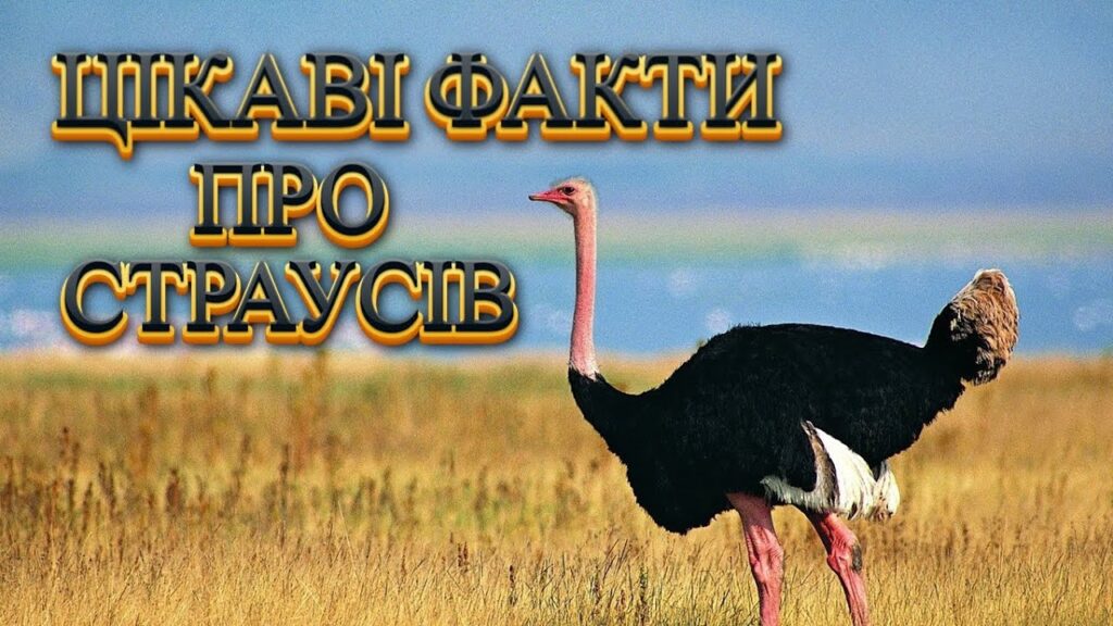 Цікаві факти про страусів — ТОП 28 фактів про найбільших птахів