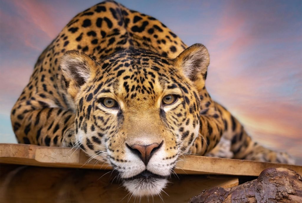 Цікаві факти про тигрів — ТОП 26 фактів про силу та полювання