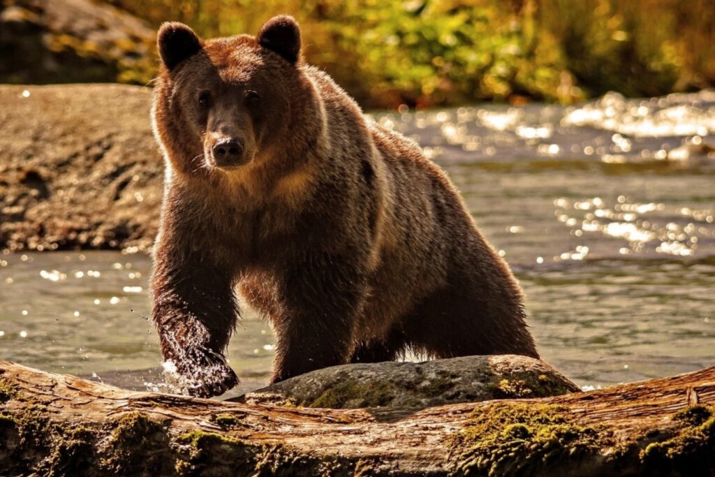 Цікаві факти про ведмедів — ТОП 31 факт про сплячку та харчування