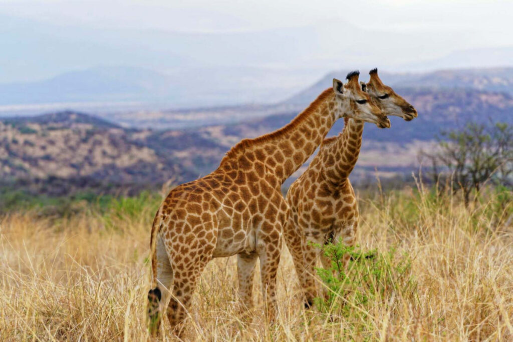 Цікаві факти про жирафів — ТОП 23 фактів про шию та серце