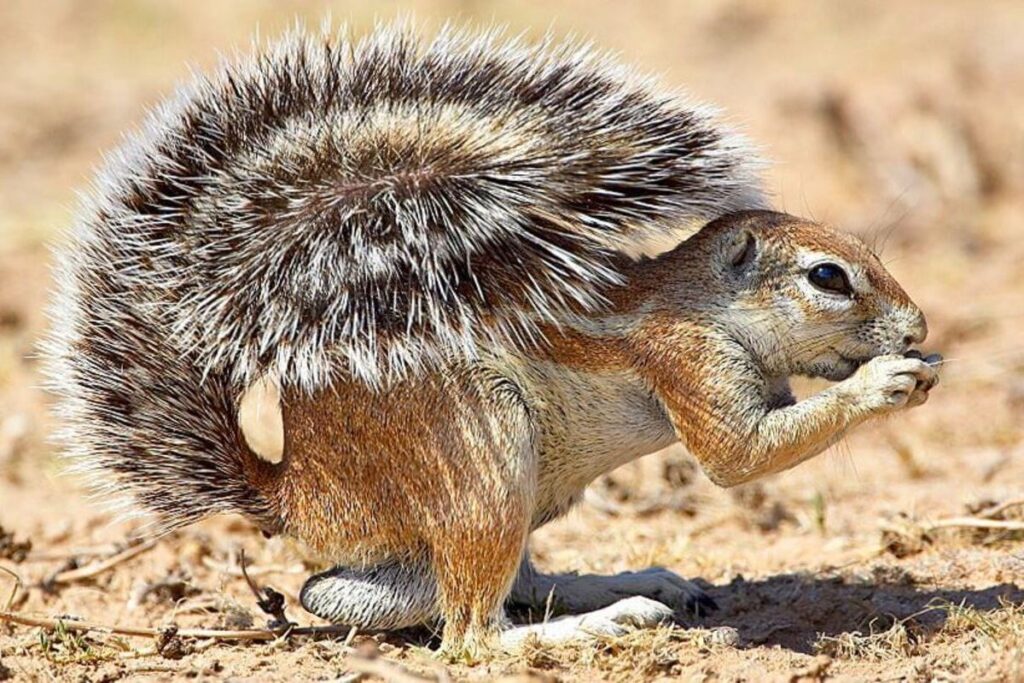 Интересные факты о белках — ТОП 21 факт о памяти и запасах