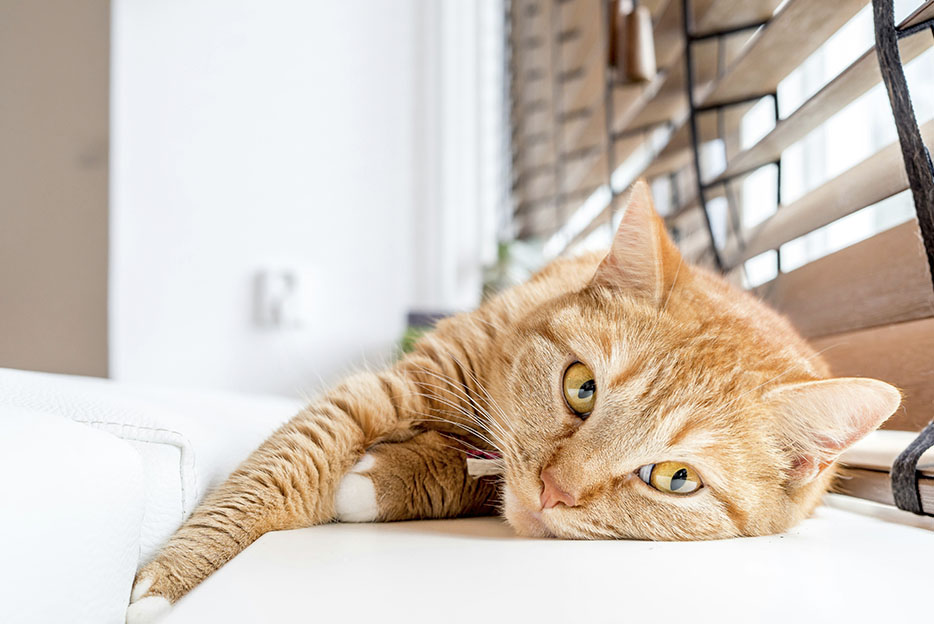 Интересные факты о котах — ТОП 27 фактов о поведении и привычках