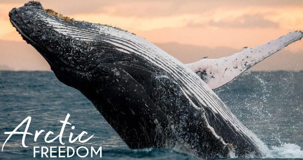 Интересные факты о китах — ТОП 32 фактов о самых больших животных планеты