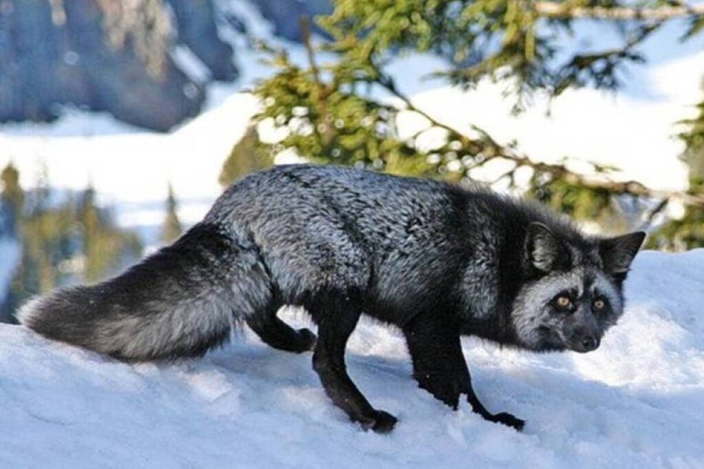 Интересные факты о лисицах — ТОП 28 фактов о хитрости и адаптации