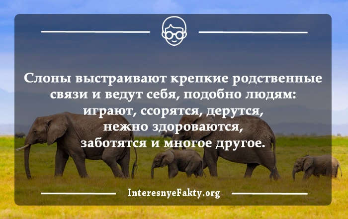 Интересные факты о слонах — ТОП 25 фактов о памяти и эмоциях