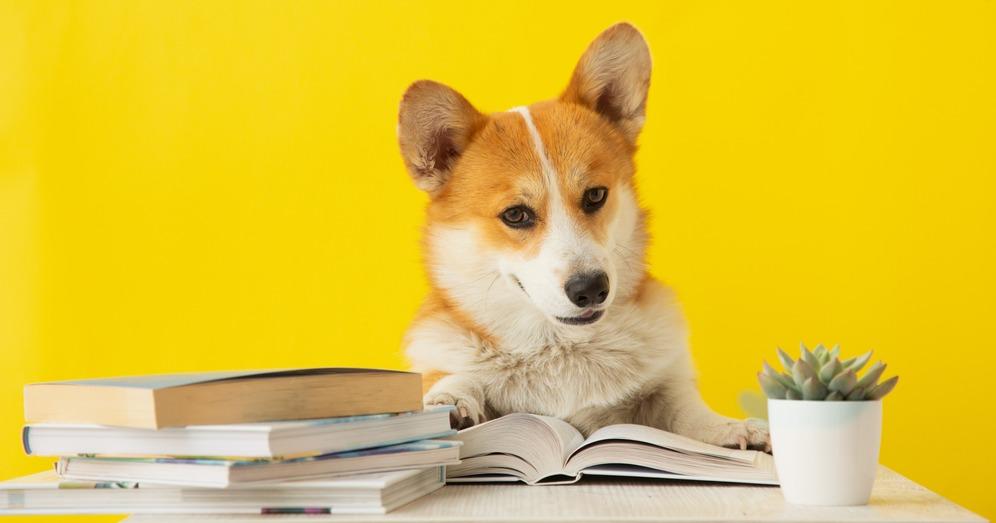 Интересные факты о собаках — ТОП 30 фактов об уме и преданности