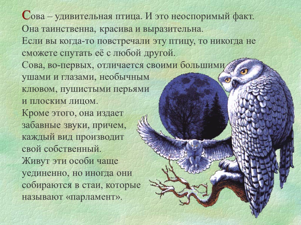 Интересные факты о совах — ТОП 25 фактов о ночном зрении и бесшумном полете