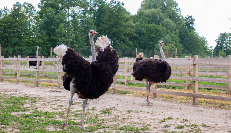 Интересные факты о страусах — ТОП 28 фактов о самых больших птицах