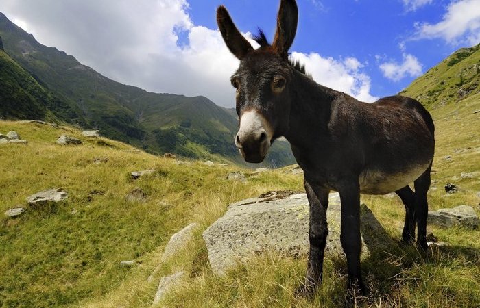 Интересные факты об ослах — ТОП 22 фактов о выносливости